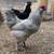 11 Month Cockerel Roosters 6 thumbnail
