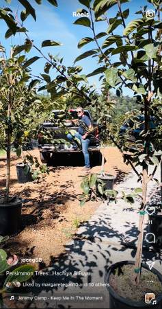 Premier Persimmon Trees 1