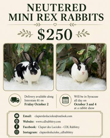 Mini Rex males 1