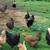 15 Easter and olive egger hens 13 thumbnail