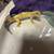 Leopard geckos 5 thumbnail