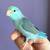 Parrotlet 11 thumbnail