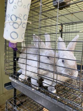 Silver Fox Rabbits - Bucks 1