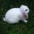 "PET"  Mini Lop Bunny 1 thumbnail