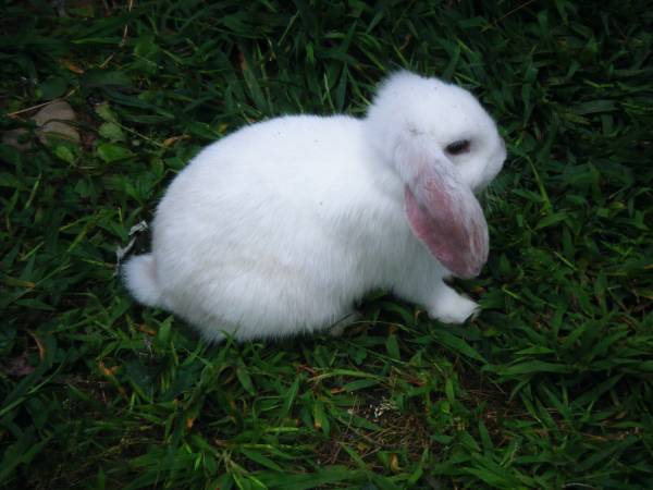 "PET"  Mini Lop Bunny 1