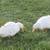 Ducks for sale, Welsh Harlequin & Pekin 3 thumbnail