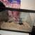 Gerbils 1 thumbnail