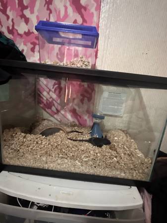 Gerbils 1