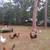 STREET-WISE FARM HENS 3 thumbnail
