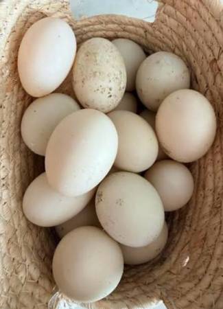 Duck eggs 1