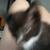 Barn Kittens 6 thumbnail