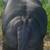Zebu cattle 6 thumbnail