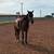16hh gelding 4 thumbnail