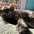 rehoming 4 calico 12 week old kittens 1 thumbnail