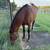 Bay mare 5 thumbnail