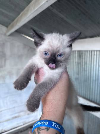 Gatitos siameses548829581731450881