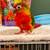 Conure 3 thumbnail