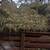 Canary grass bales 2 thumbnail