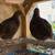 Jumbo cotournix quail 2 thumbnail