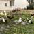 Ducks 🦆 2 thumbnail