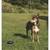 Lixit Bracket Mount and Stake Retractable Leash Tie Outs for Dogs 3 thumbnail