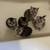 scottish fold 1 thumbnail
