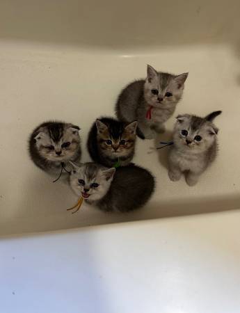 scottish fold 1