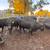 Bred cows 19 thumbnail