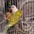 Parakeets 5 thumbnail