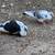 Pigeons 5 thumbnail