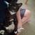 Grace the Cat 1 thumbnail