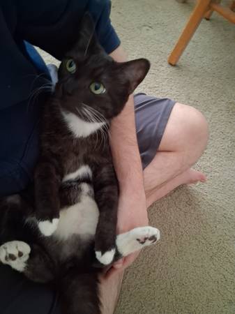 Grace the Cat 1