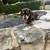 Dachshund 3 thumbnail