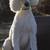 Standard Poodles 15 thumbnail