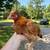 Pullets available! 3 thumbnail