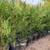 Excelsa western red cedar 1 thumbnail