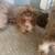 Liver shihtzu 3 thumbnail
