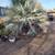 Discounted palm trees for sale 5 thumbnail