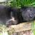 Big Dog Pup 10 thumbnail