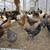 Pullets/Hens 4 thumbnail