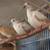 Doves 1 thumbnail