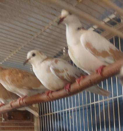 Doves 1