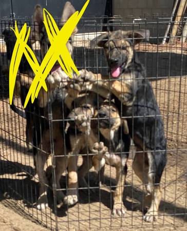 perros pastor aleman 1