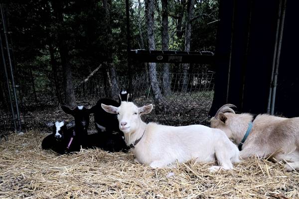 Goats 1