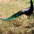 Peacocks 14 thumbnail