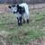 Mini Highlander Calves – 4 to 6 Months Old 2 thumbnail