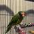 Conure 1 thumbnail