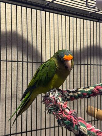 Conure 1