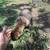 Bully pit mix puplies 7 thumbnail