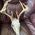 Deer antler (European) & 2 Standard antler mounts 1 thumbnail